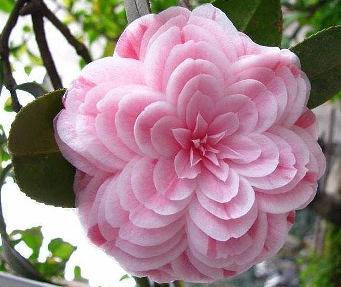 :: الكاميـــــليـــــا :: ___Camellia_japonica