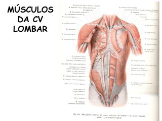anatomia e cinesiologia cv parte 2.pdf